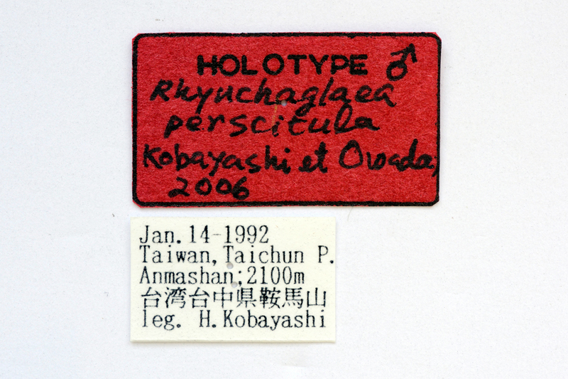 Rhynchaglaea perscitula